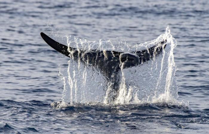 Une baleine nage dans la Seine entre Rouen et Le Havre : comment l’expliquer ?