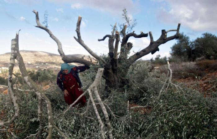 Une Palestinienne abattue alors qu’elle récoltait des olives