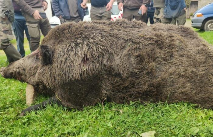 Un sanglier de 180 kg capturé lors d’une chasse en battue en Ille-et-Vilaine