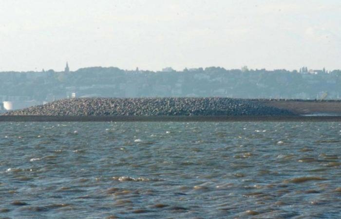 Une baleine à bosse repérée dans la Seine depuis plusieurs jours, il ne faut pas l’approcher