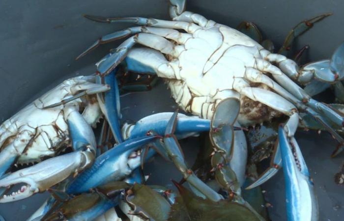 le crabe bleu menace leur gagne-pain