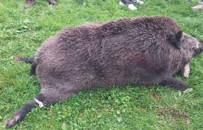 Un sanglier de 180 kg capturé lors d’une chasse en battue en Ille-et-Vilaine