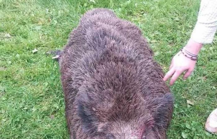 Un sanglier de 180 kg capturé lors d’une chasse en battue en Ille-et-Vilaine