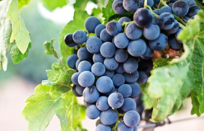 Neuchâtel fait partie des bons élèves en matière de vin durable