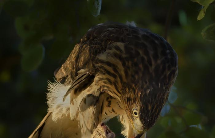 les plus belles photos nature primées