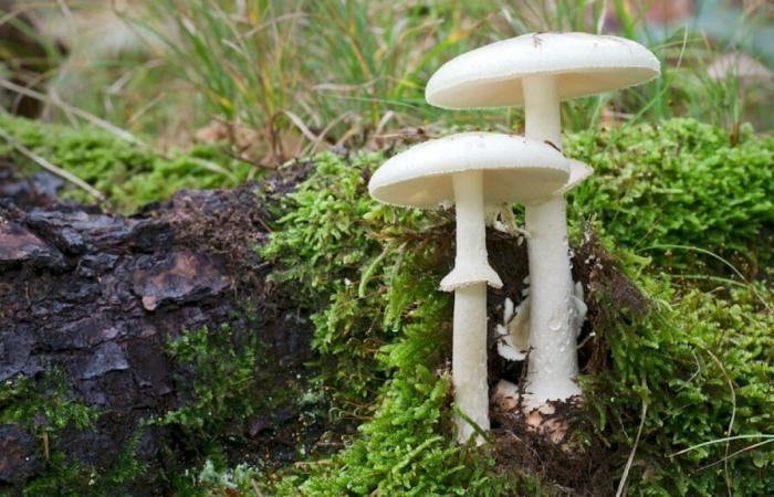 Intoxication aux champignons : l’enfant et son père reçoivent un nouveau foie | Nouvelles