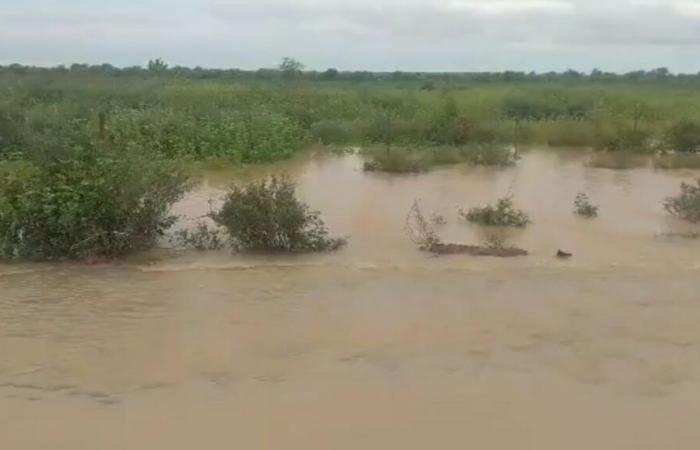 PLUS DE 700 HECTARES DE RIZ INONDÉS ET 1000 PRODUCTEURS IMPACTÉS PAR L’INONDATION DU FLEUVE SÉNÉGAL (SAED)