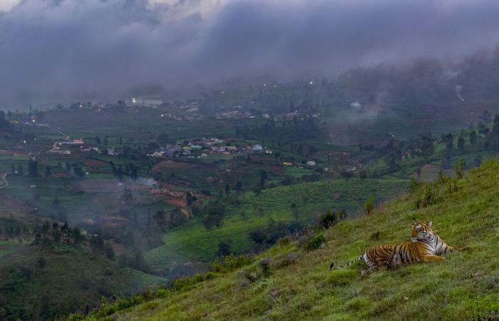 les plus belles photos nature primées