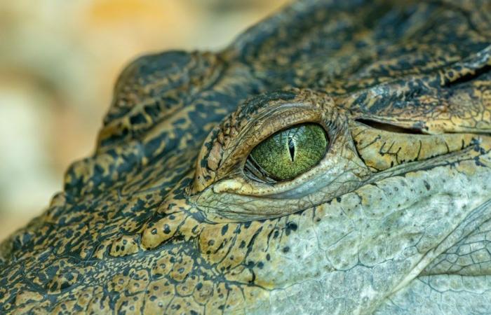 Le corps sans tête d’un garçon de 10 ans retrouvé sur la plage après une attaque de crocodile