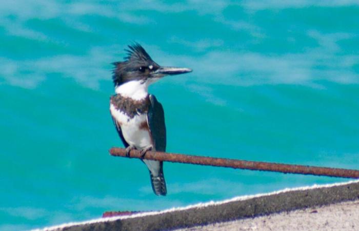 Cet oiseau plonge sous l’eau pour échapper aux faucons !