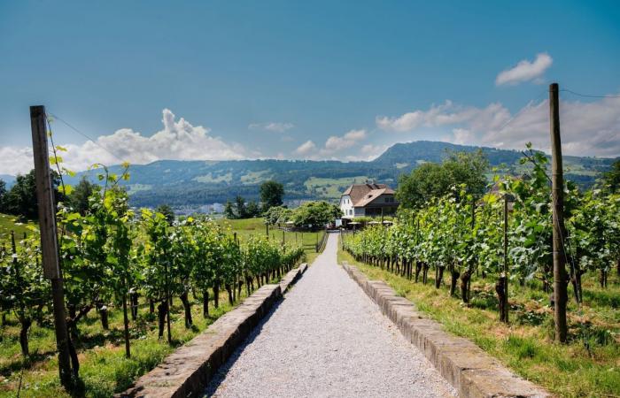 4 adresses suisses pour s’asseoir sous une vigne