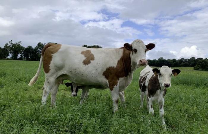 Les dernières lignes directrices du plan de lutte contre la BVD, une maladie bovine