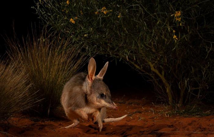 les plus belles photos nature primées