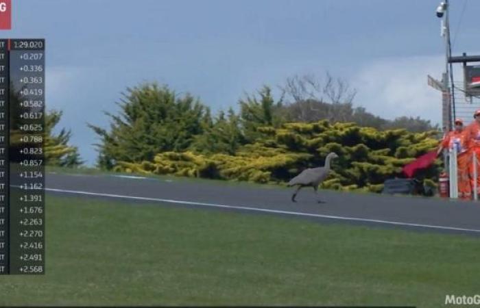 oies, lapins… Les coureurs affrontent des animaux sur la piste de Phillip Island