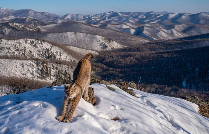 les plus belles photos nature primées