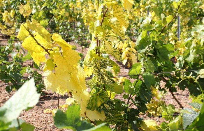 La prémunition, nouvel espoir pour protéger les vignes de Court-Noué