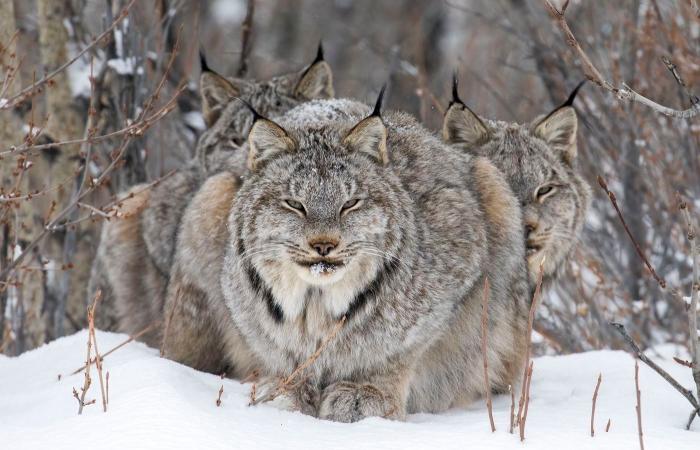 les plus belles photos nature primées