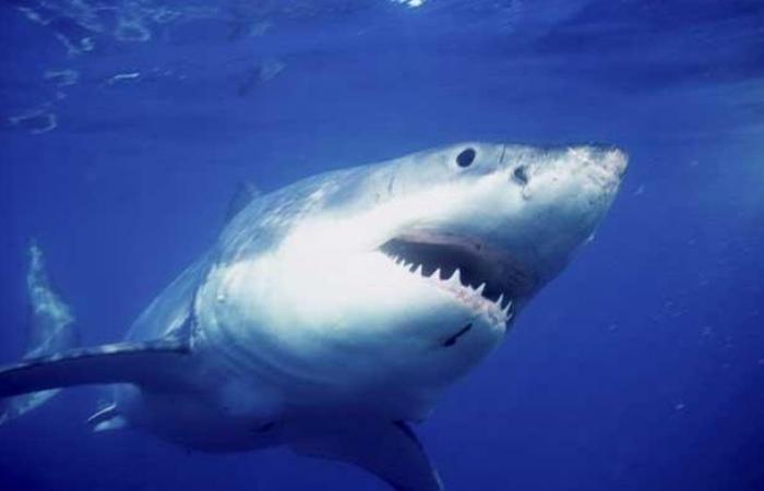 Un grand requin blanc évacué par une dépanneuse après s’être échoué sur une plage