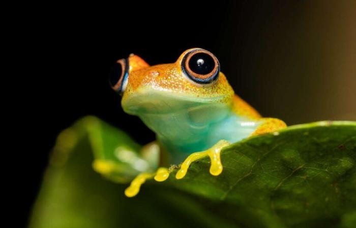 Ces 7 nouvelles espèces de grenouilles découvertes à Madagascar font des bruits étranges comme dans Star Trek