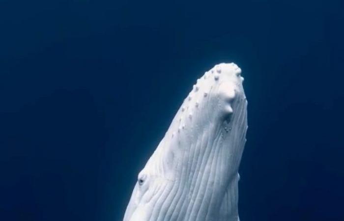 Un veau à bosse blanc très rare filmé dans le Pacifique, racontent les photographes