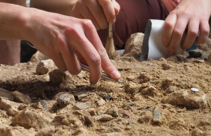 La découverte exceptionnelle d’une dent de lait de Néandertal près de Saintes (Charente-Maritime)