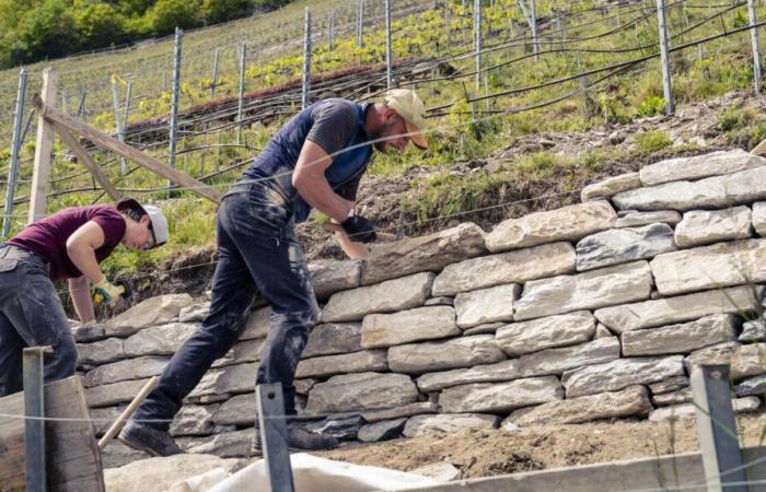 En Valais, les murs en pierres sèches sont des alliés incontournables de la vigne