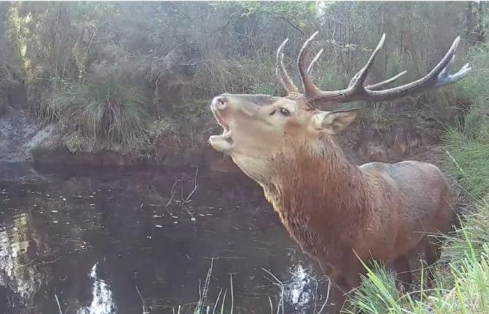 Quelques conseils pour écouter le mugissement des cerfs en forêt des Landes