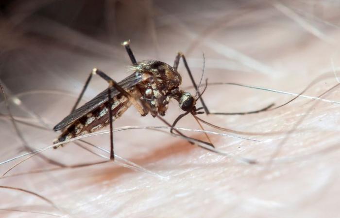 La dengue sous surveillance en Martinique