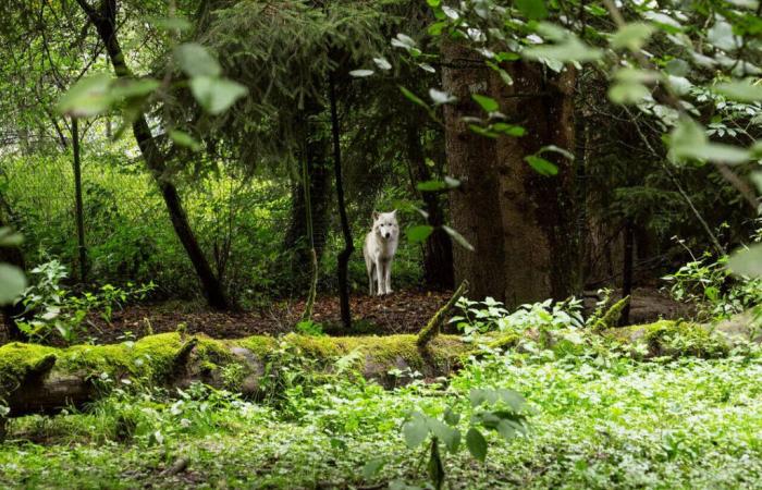 A l’occasion des 50 ans du Zoo de Servion, visite sur les traces d’un gardien