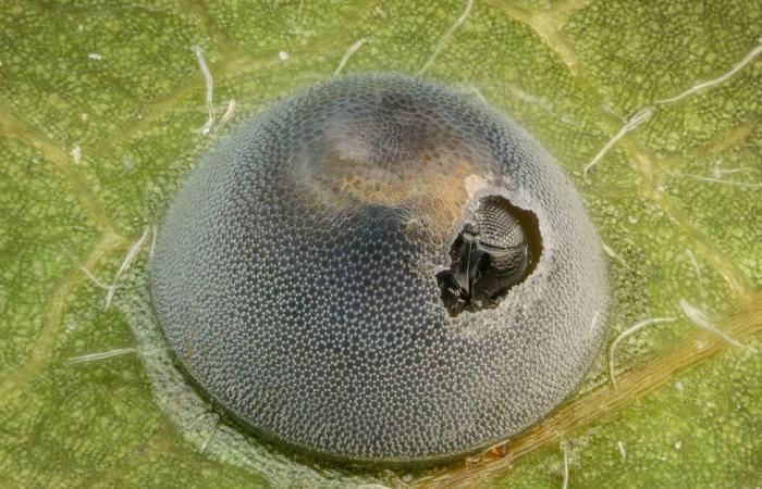 10 photos à couper le souffle du monde microscopique