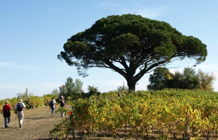 Rotary Gaillac-St-Michel : une marche contre la polio