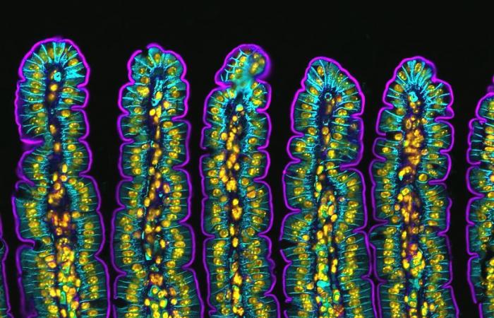 10 photos à couper le souffle du monde microscopique