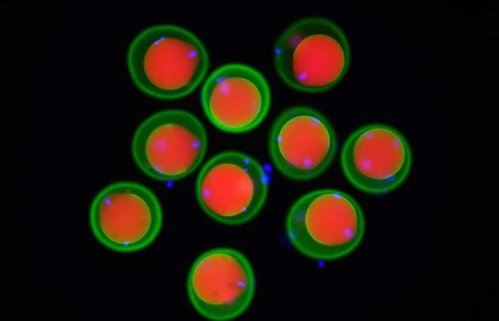 Détails moléculaires de la connexion ovule-sperme révélés grâce à l’IA