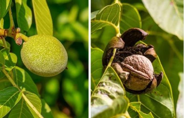 Ce fruit pourrait ralentir le déclin cognitif, selon une nouvelle étude