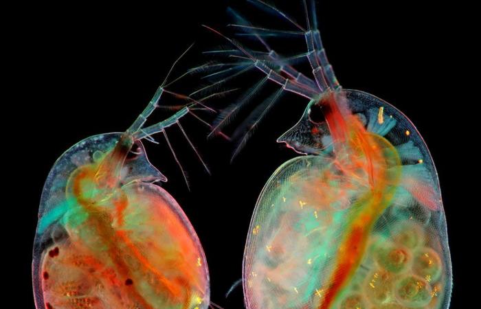 10 photos à couper le souffle du monde microscopique