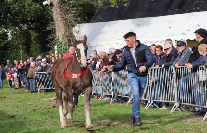 Que faire le samedi 19 et le dimanche 20 octobre dans les Côtes-d’Armor ? Voici nos huit idées de sorties