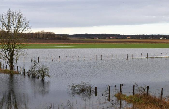 Panga, la vache emportée par les vagues en Haute-Loire n’a pas survécu