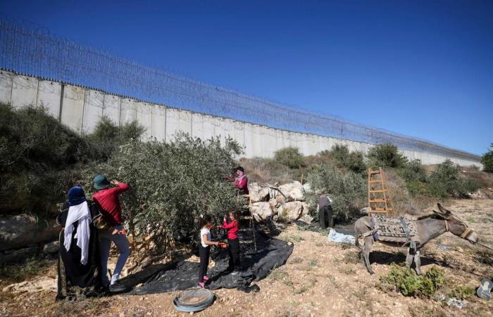 à Gaza et en Cisjordanie, la récolte des olives se fait dans la peur de la guerre et des colons