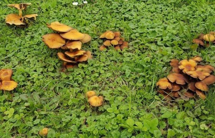 Les champignons envahissent son jardin dans le Calvados : sont-ils mortels ?