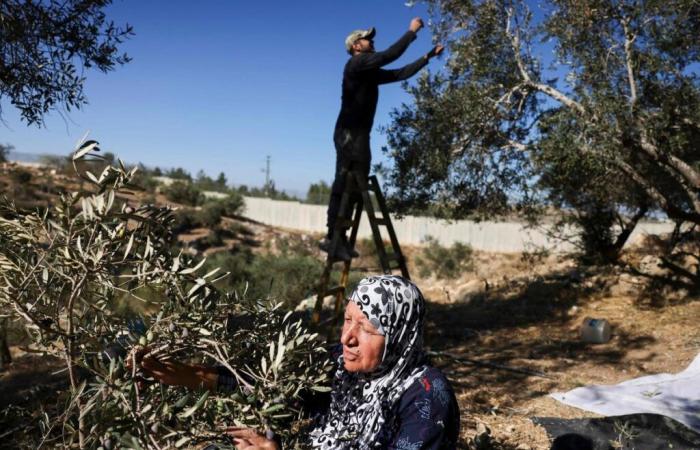 à Gaza et en Cisjordanie, la récolte des olives se fait dans la peur de la guerre et des colons