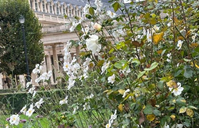 Promenade dans le jardin du Palais Royal (Paris 1er) encore fleuri en automne