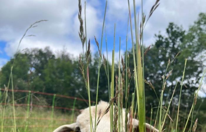 Un éleveur d’eau et de moutons en Aveyron