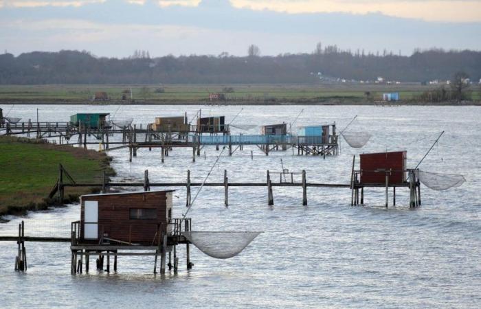 les pontons de pêche à la plie cherchent preneurs