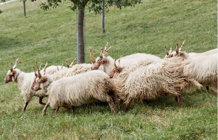 Ce Suisse se bat pour sauver le « très précieux » mouton Zackel