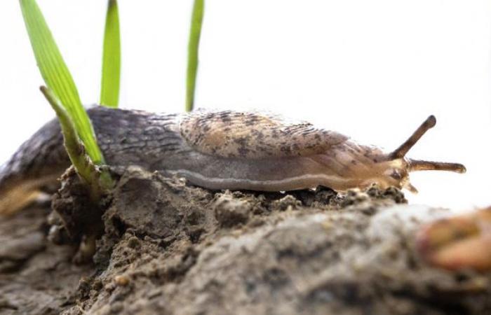 Trois répulsifs anti-limaces à base de phosphate ferrique qui se démarquent des autres