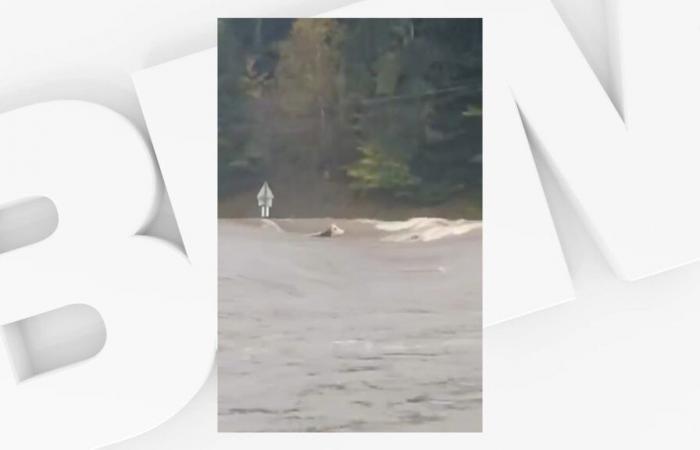 Panga, la vache devenue symbole des inondations, a été retrouvée morte