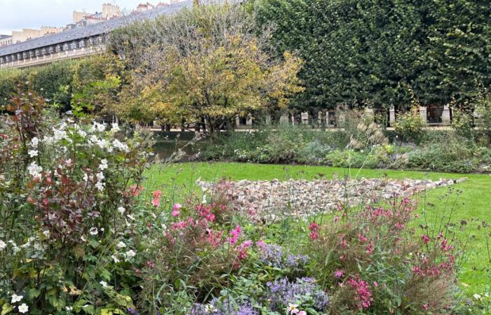 Promenade dans le jardin du Palais Royal (Paris 1er) encore fleuri en automne