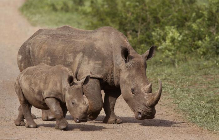 COP16 sur la biodiversité | Allons-nous passer des paroles aux actes ?