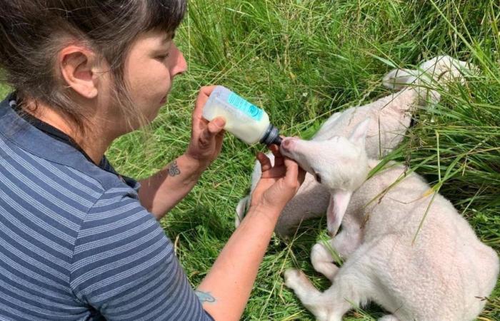 Un éleveur d’eau et de moutons en Aveyron