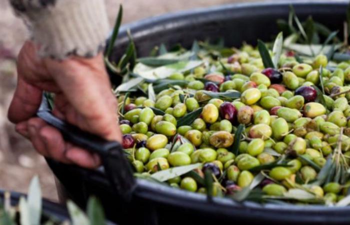 L’huile d’olive encore plus chère au Maroc